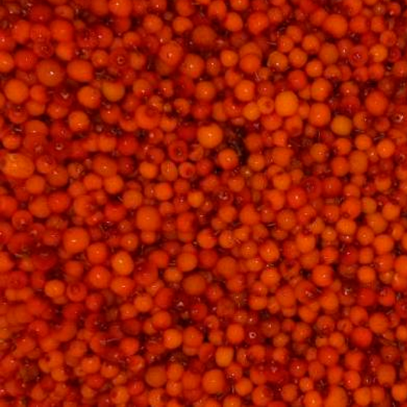 «КРАСКИ ЛЕТА» облепиха