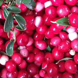 «KRASKI LETA» cowberry